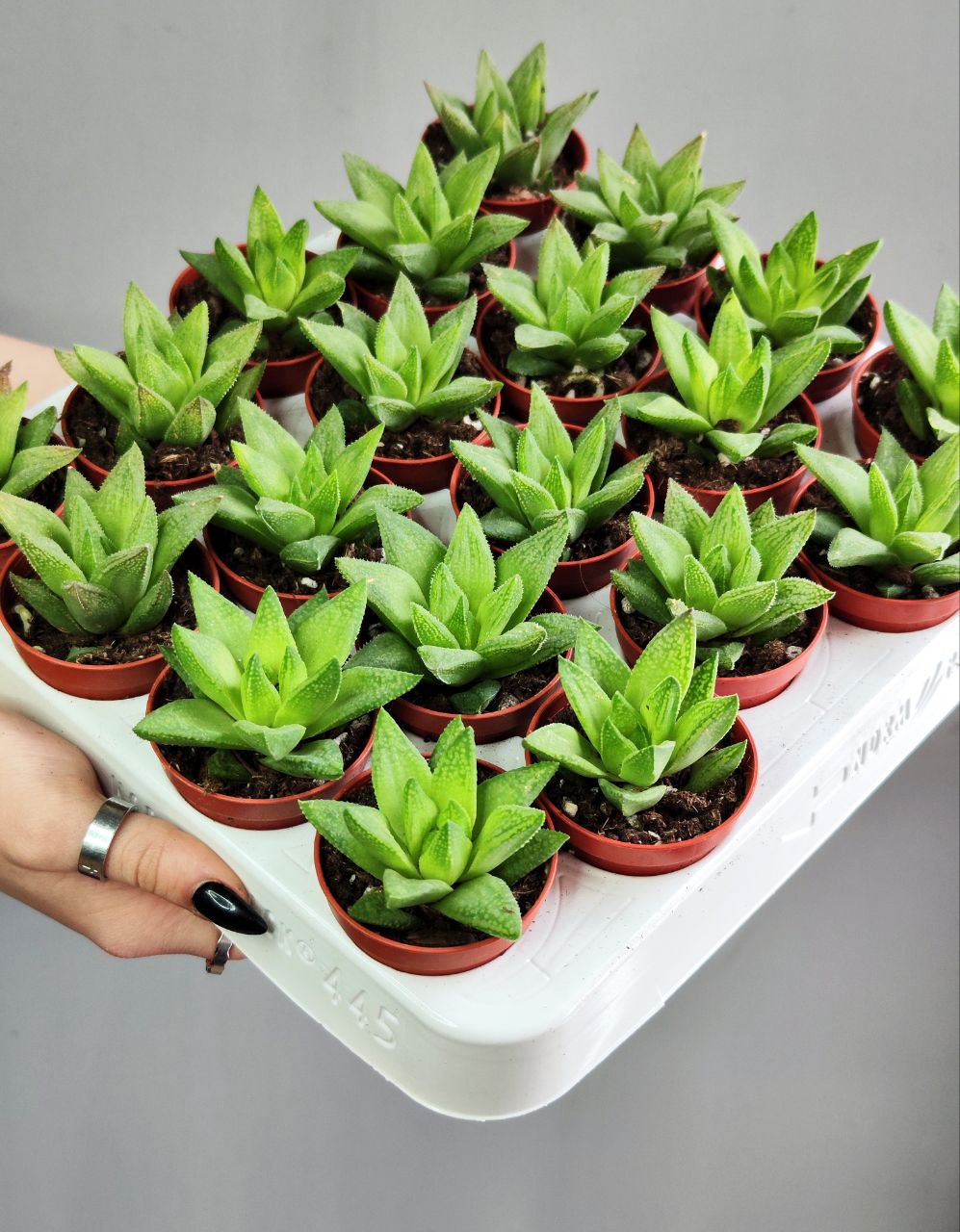 Хавортия Байлисси (Haworthia Baylissii) D5см