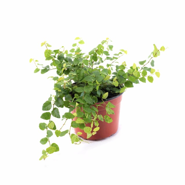 Фикус «Пумила Грин Санни» (Ficus Pumila Green Sunny) D9см