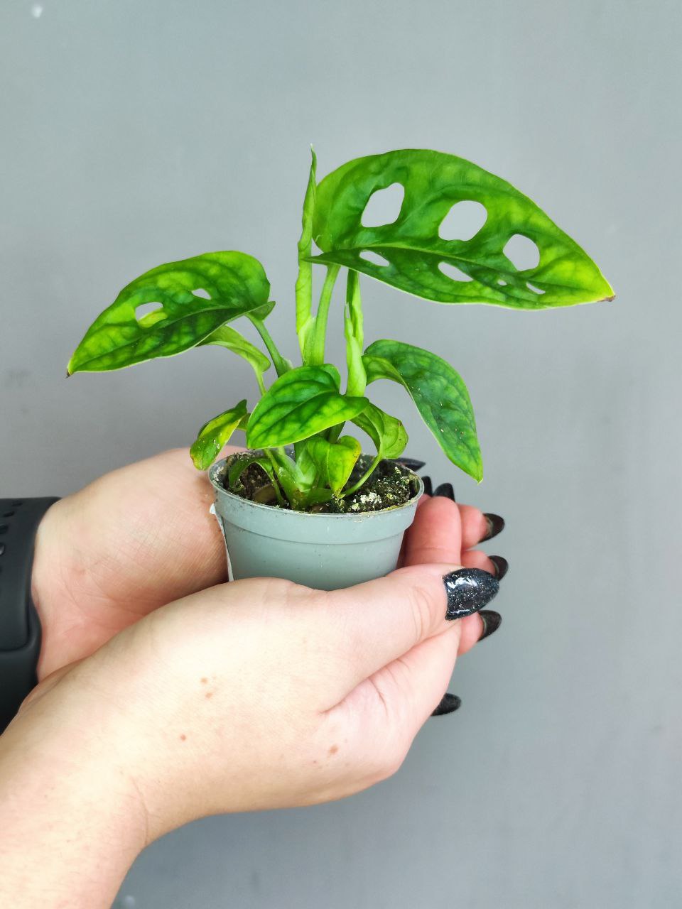 Монстера Адансона (Monstera Adansonii) D6см