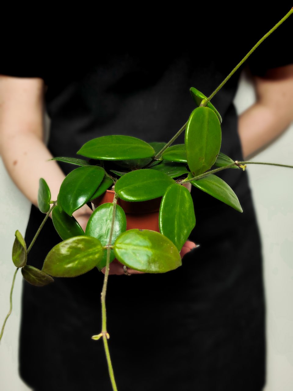 Хойя Вангвингенсис (Hoya Vangviengiensis) D10см