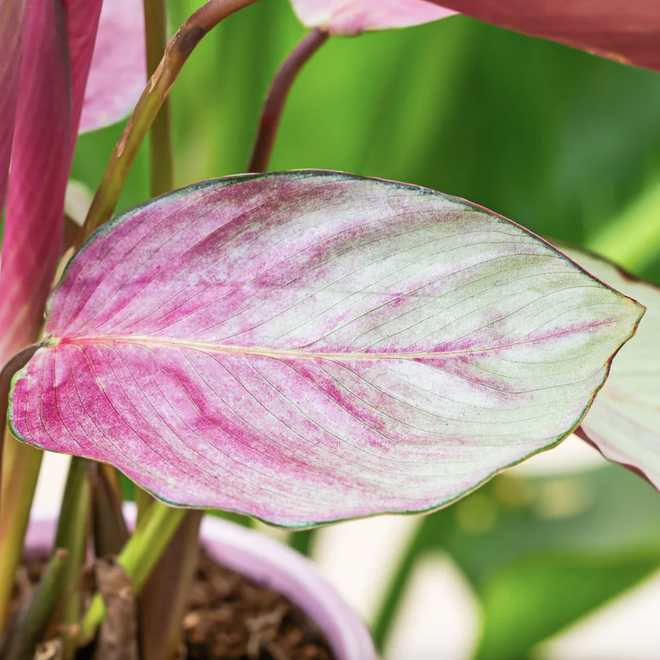 Калатея Сильвер Плейт (Calathea Silver Plate) D12см