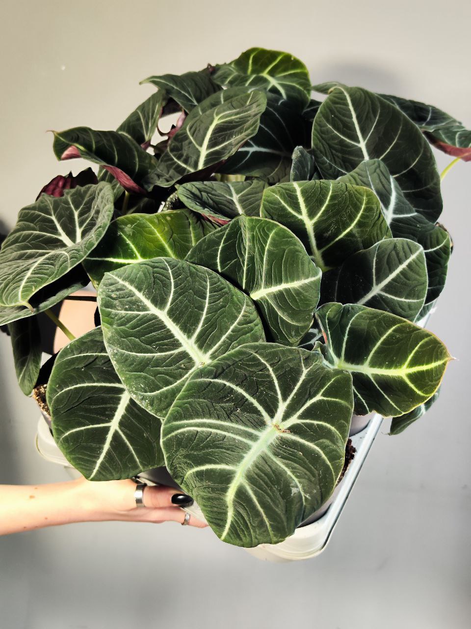 Алоказия Блэк Вельвет (Alocasia Black Velvet) D11см