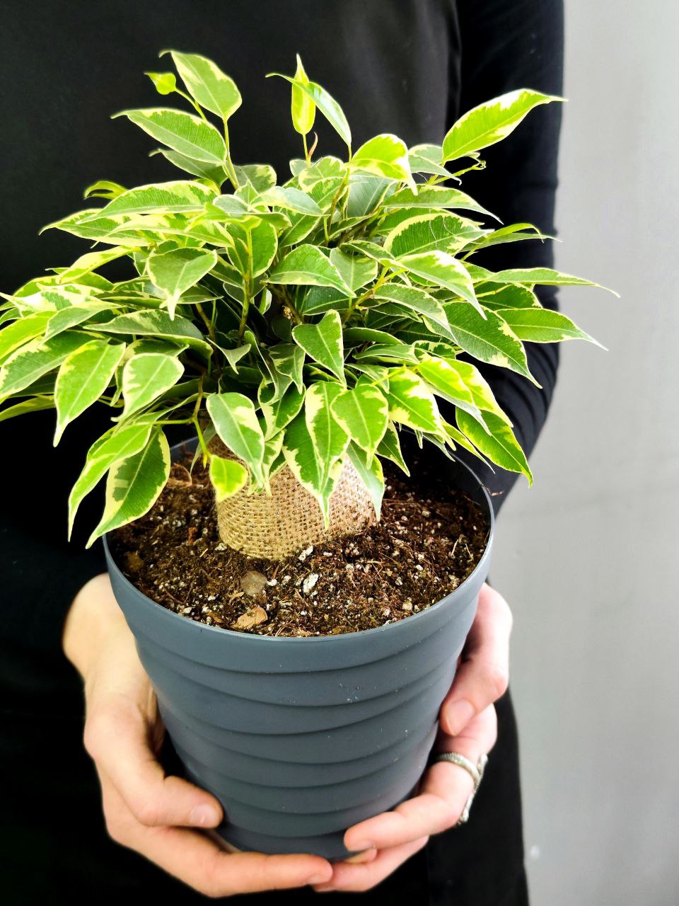 Фикус Кинки (Ficus Benjamina Kinky), пересаженный D12см