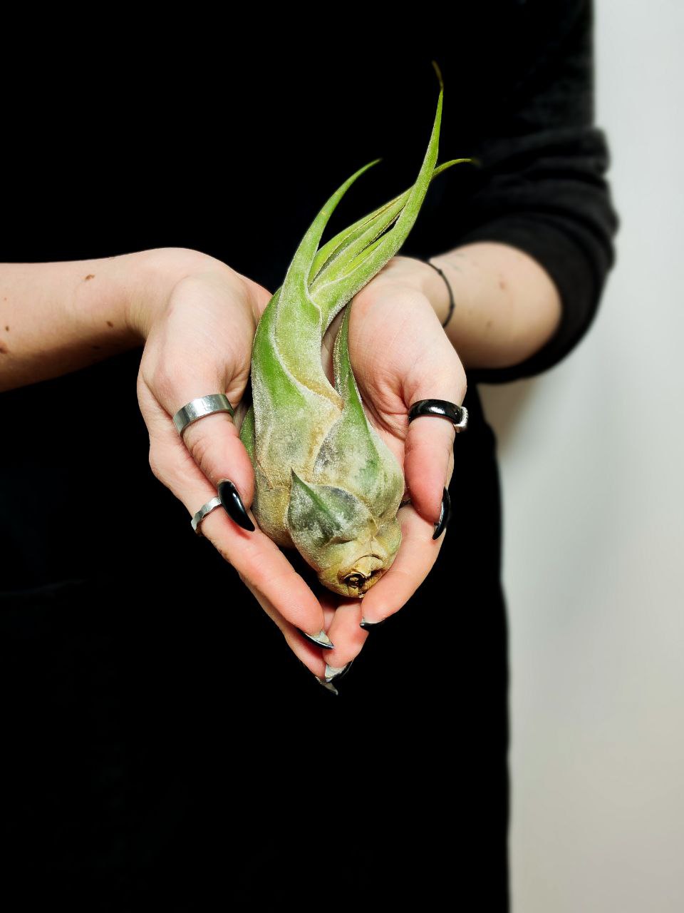 Тилландсия Селериана XL (Tillandsia Seleriana)
