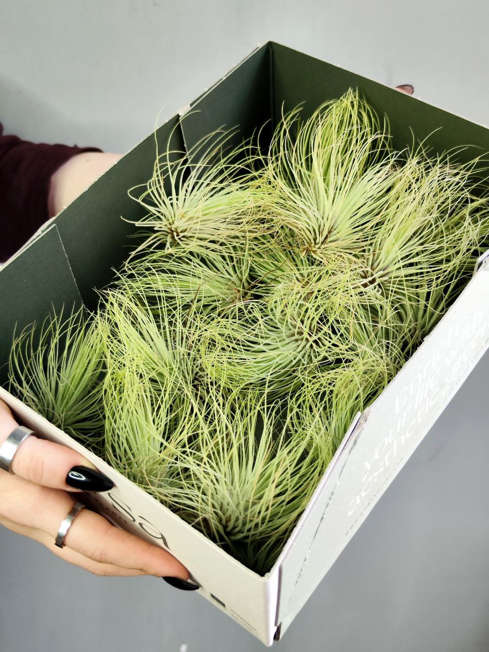 Тилландсия Андреана (Tillandsia Andreana)