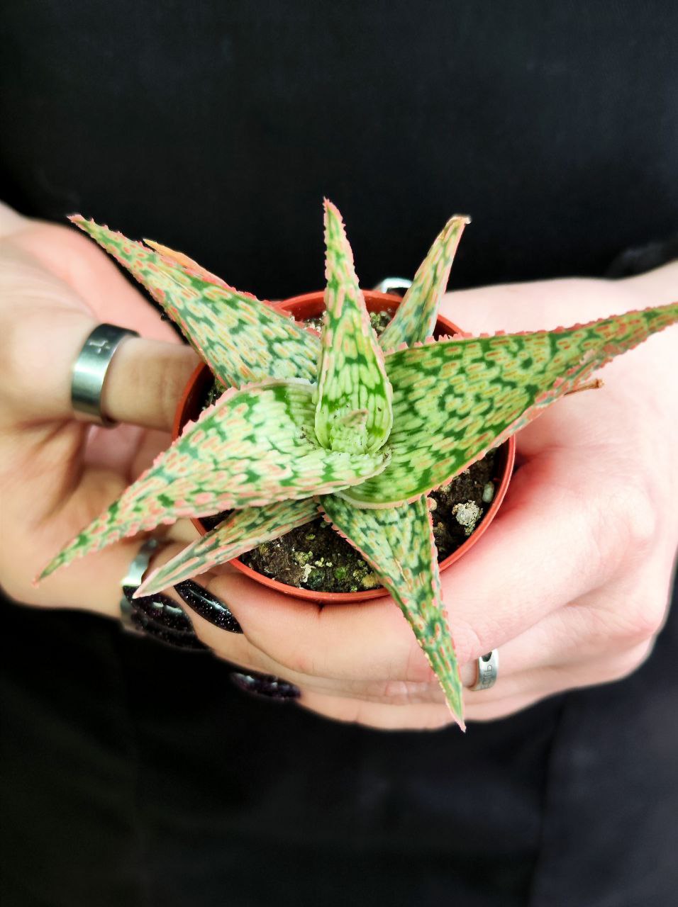 Алоэ Карола (Aloe Cristmas Carol) D5см