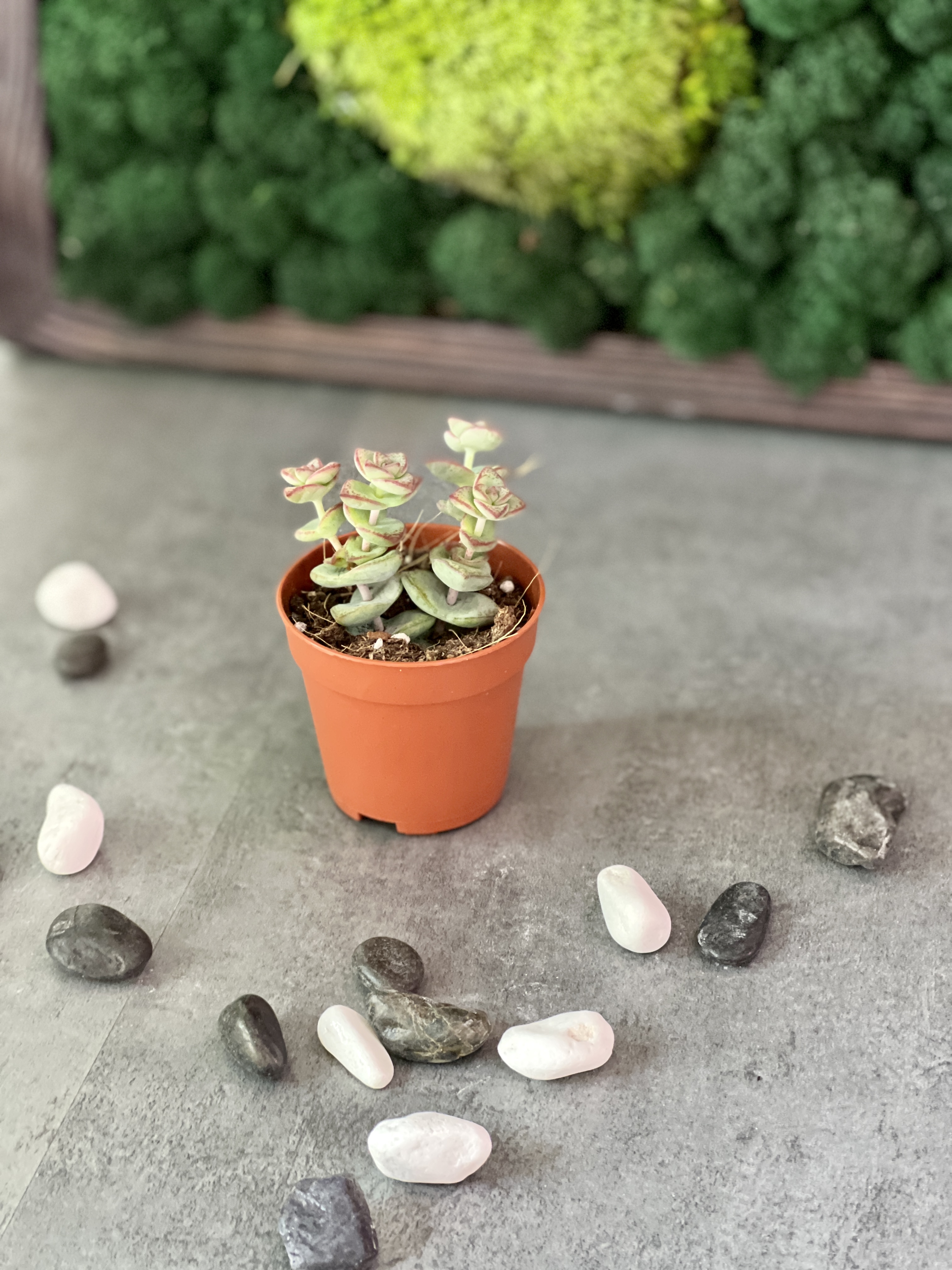 Крассула Рупестрис (Crassula Rupestris) D5см