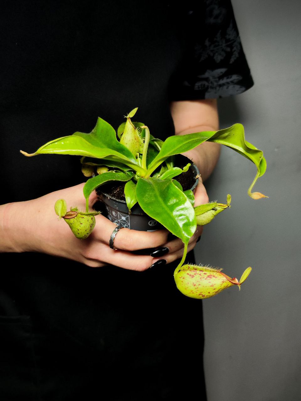 Непентес Хукериана (Nepenthes Hookeriana) D9см