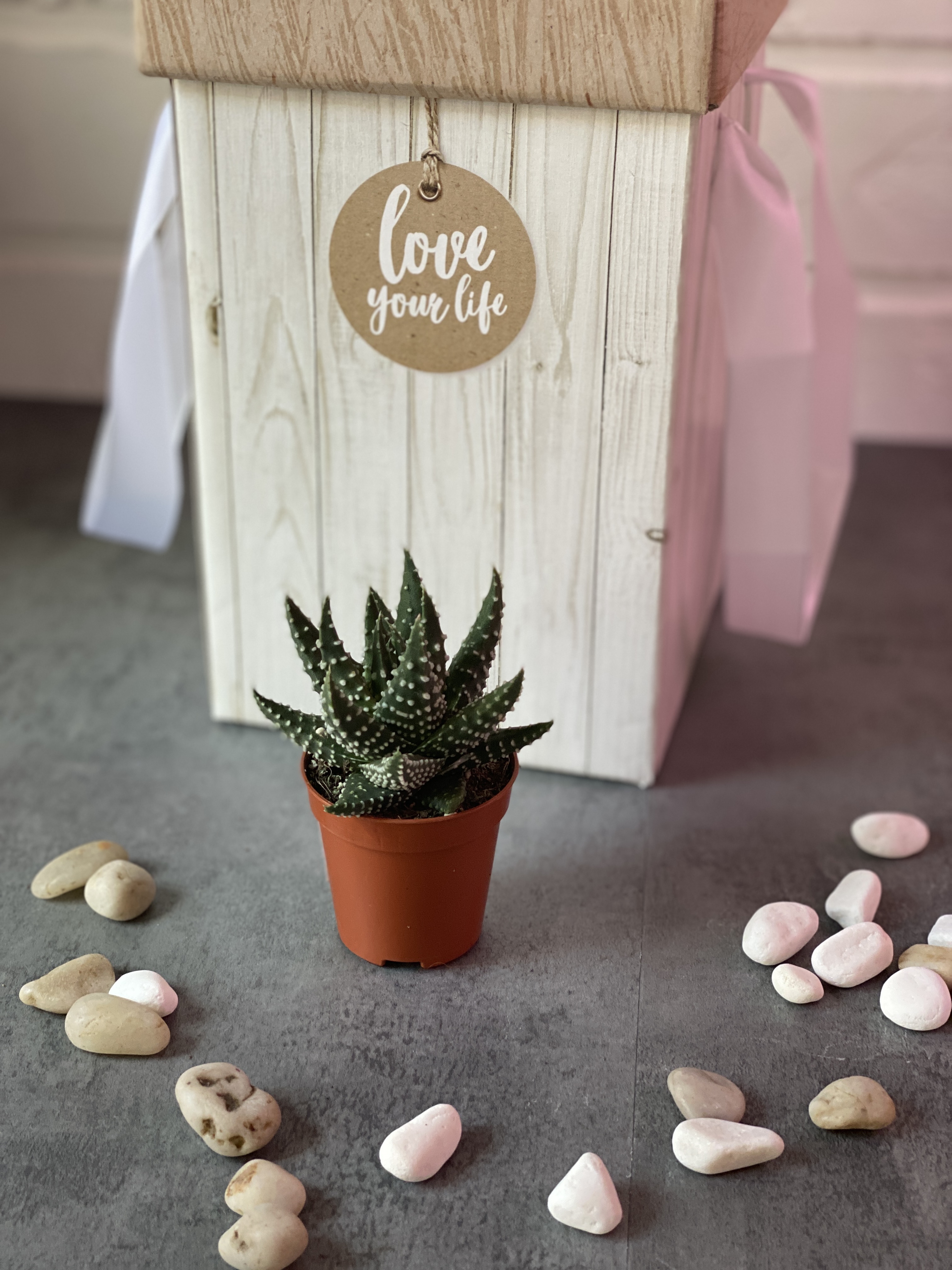 Хавортия Жемчужная (Haworthia Margaritifera) D5см