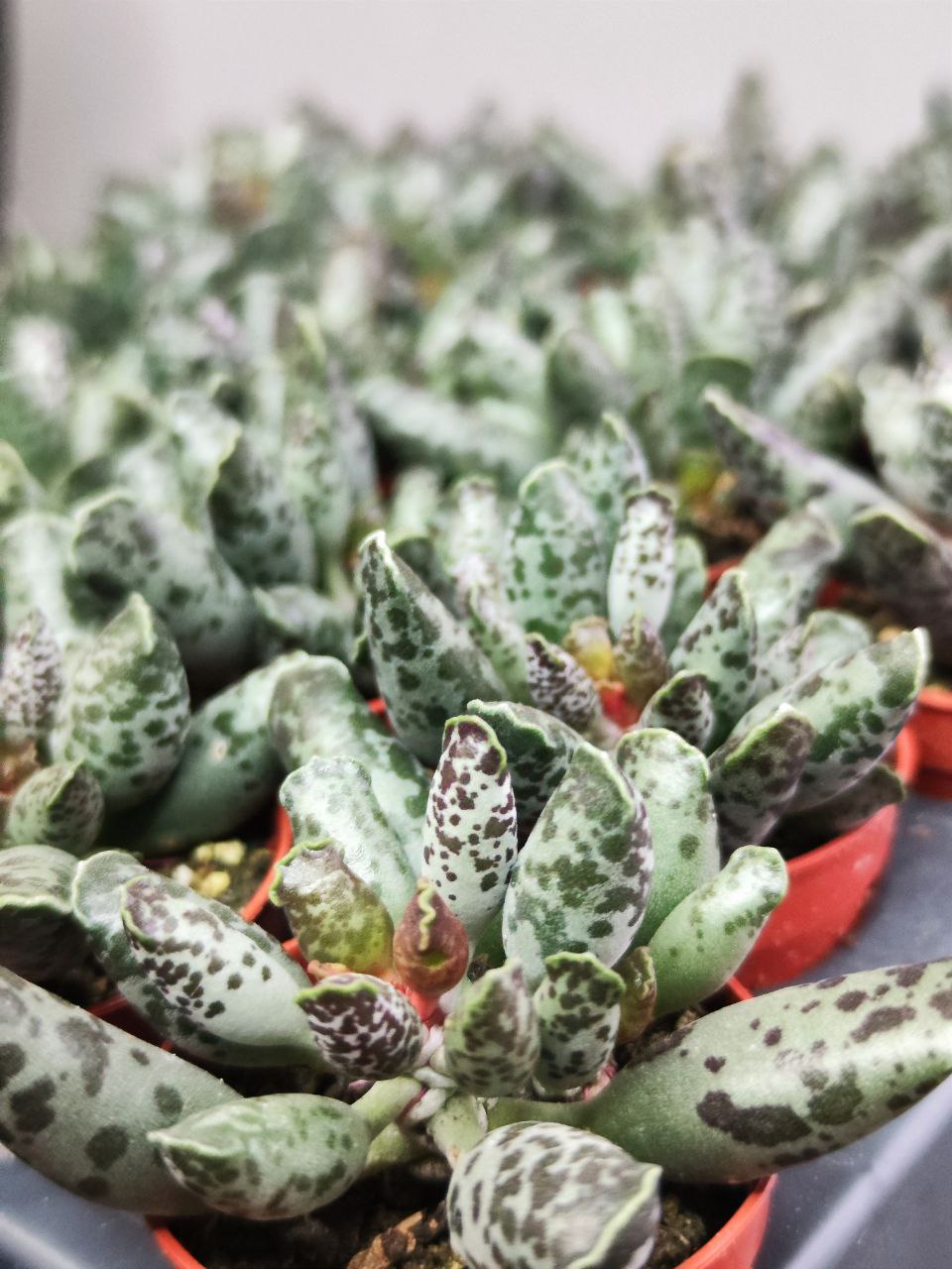 Адромискус Фестивус или Утонченный (Adromischus Festivus) D5см