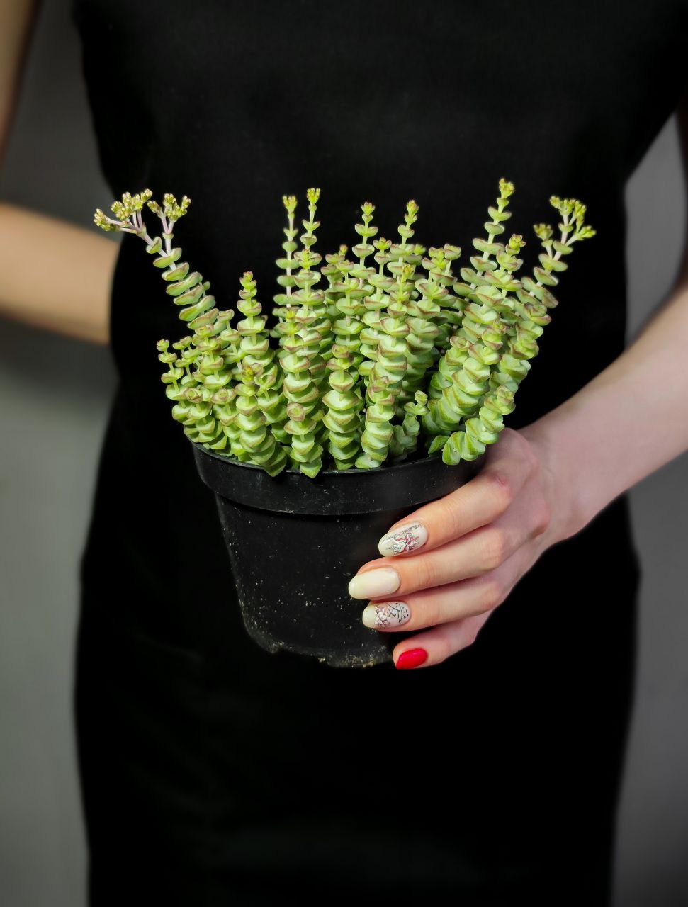 Крассула Марниериана (Crassula Marnieriana) D11см