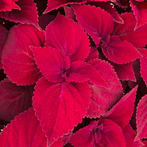 Колеус Секонд Стрит (Coleus Second Street) D6см