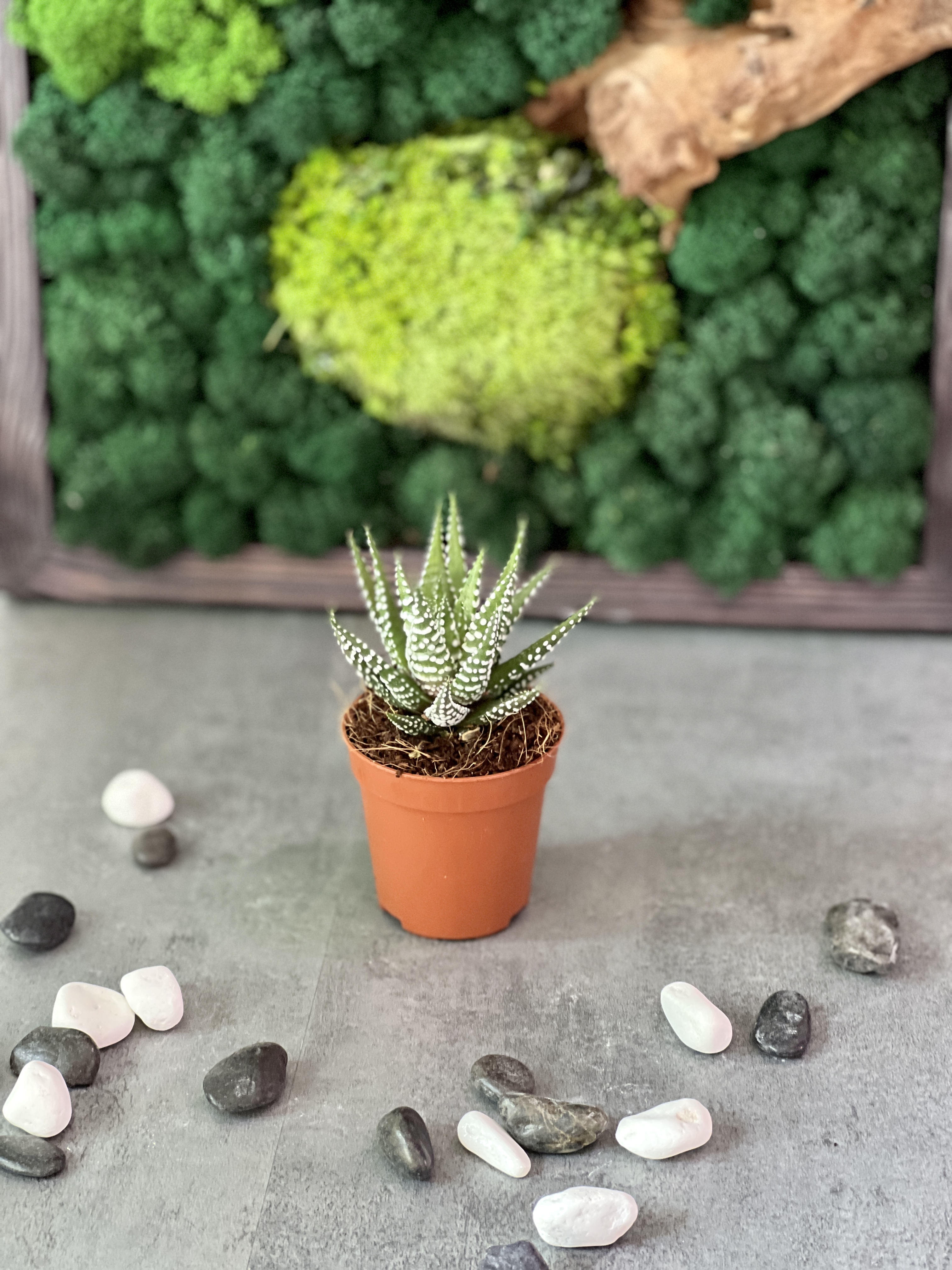 Хавортия Полосатая (Haworthia Fasciata) D5см