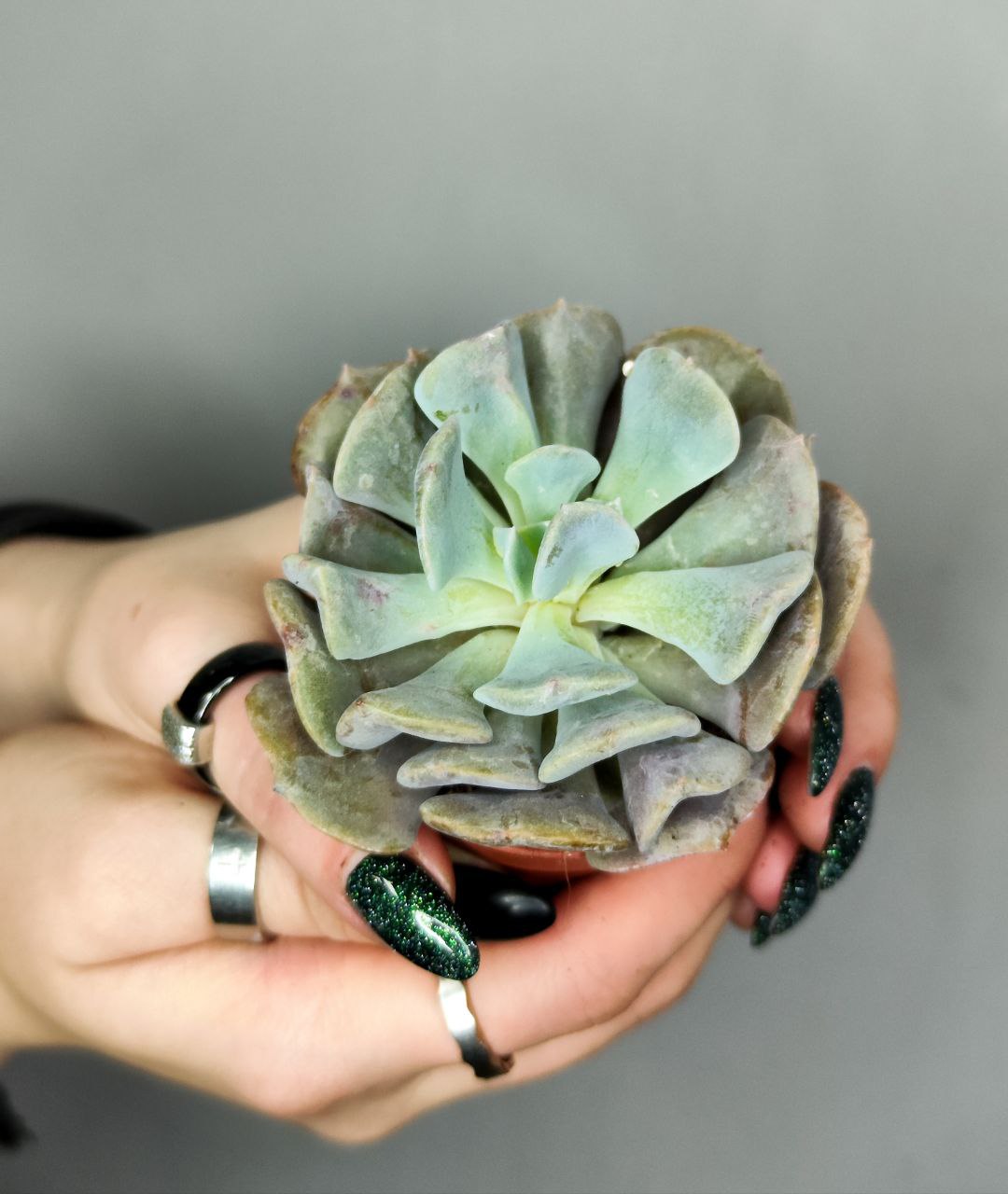 Эхеверия Кубик Фрост (Echeveria Cubic Frost) D5см