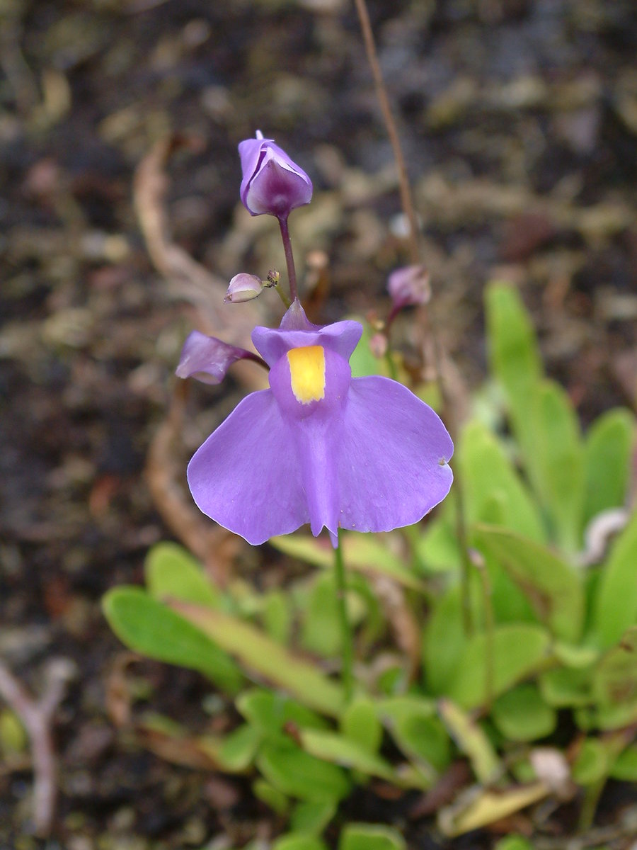 Пузырчатка длиннолистная (Utricularia longifolia) D9см