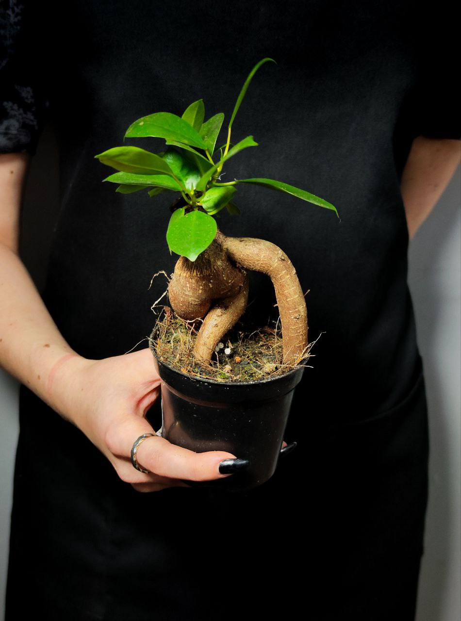 Фикус Гинсенг, или Фикус Женьшень (Ficus Ginseng) D9см