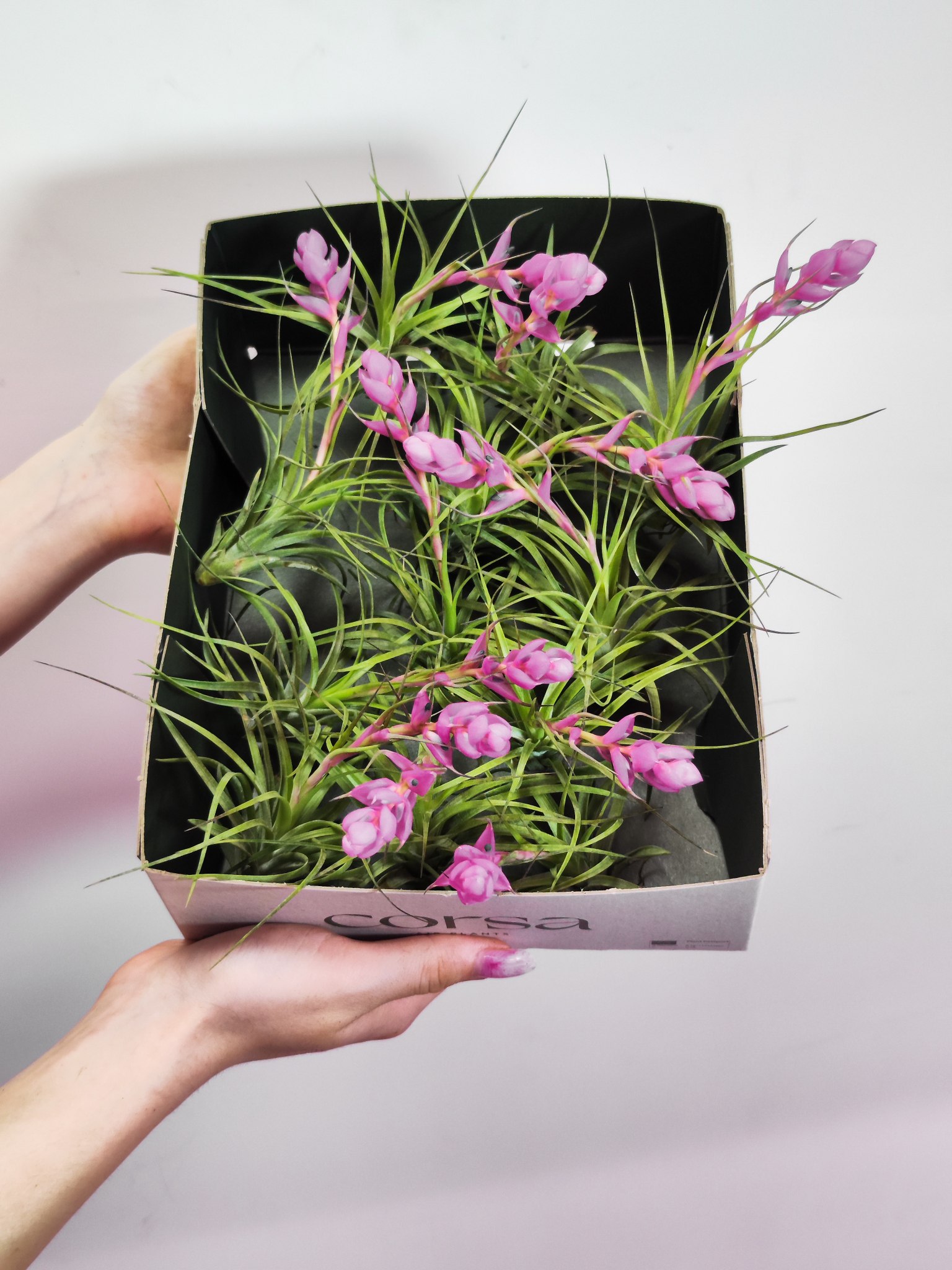 Тилландсия Стрикта Медиум (Tillandsia Stricta Medium)