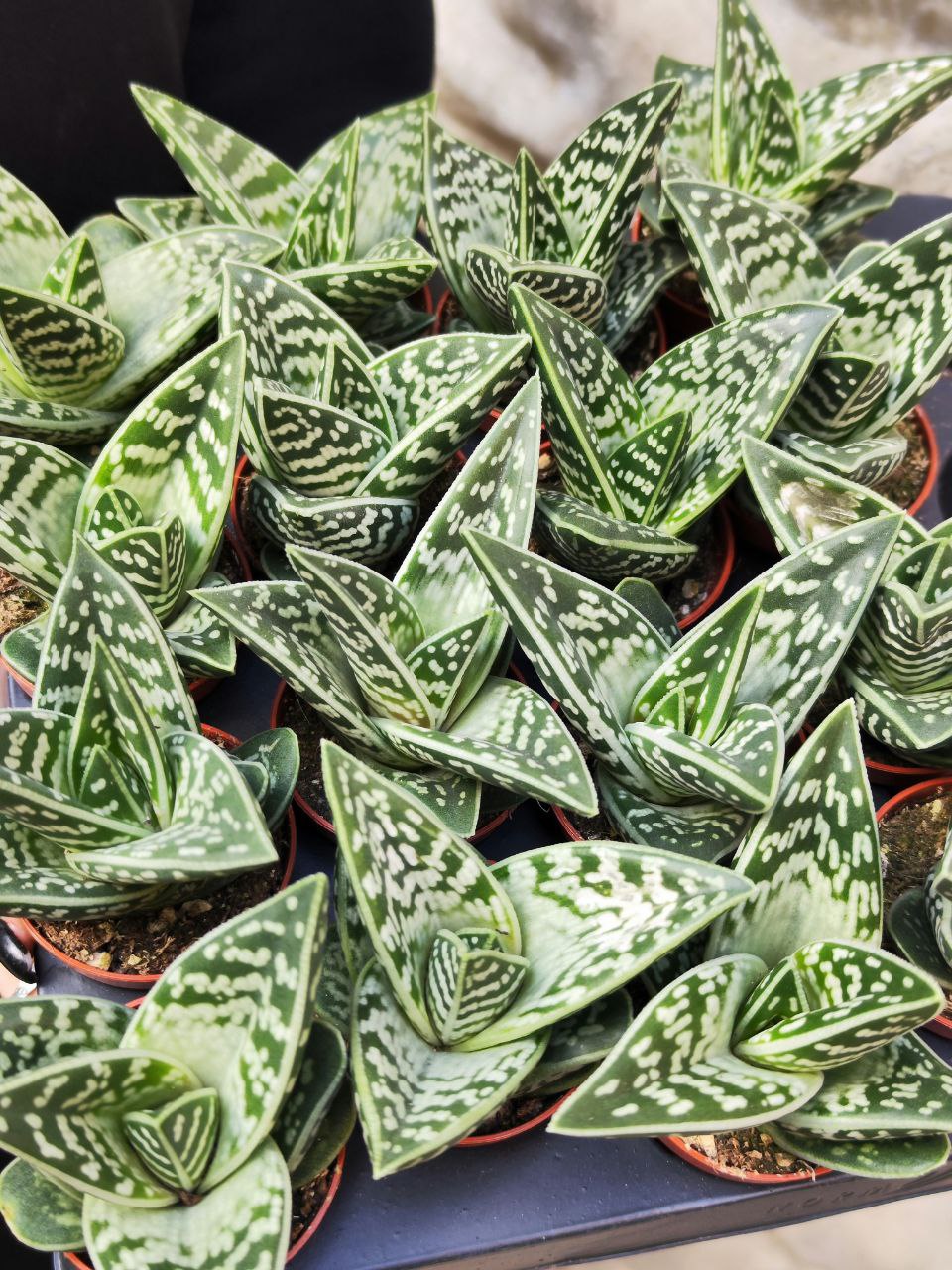 Алоэ Пестрое, или Тигровое (Aloe Variegata) D5см
