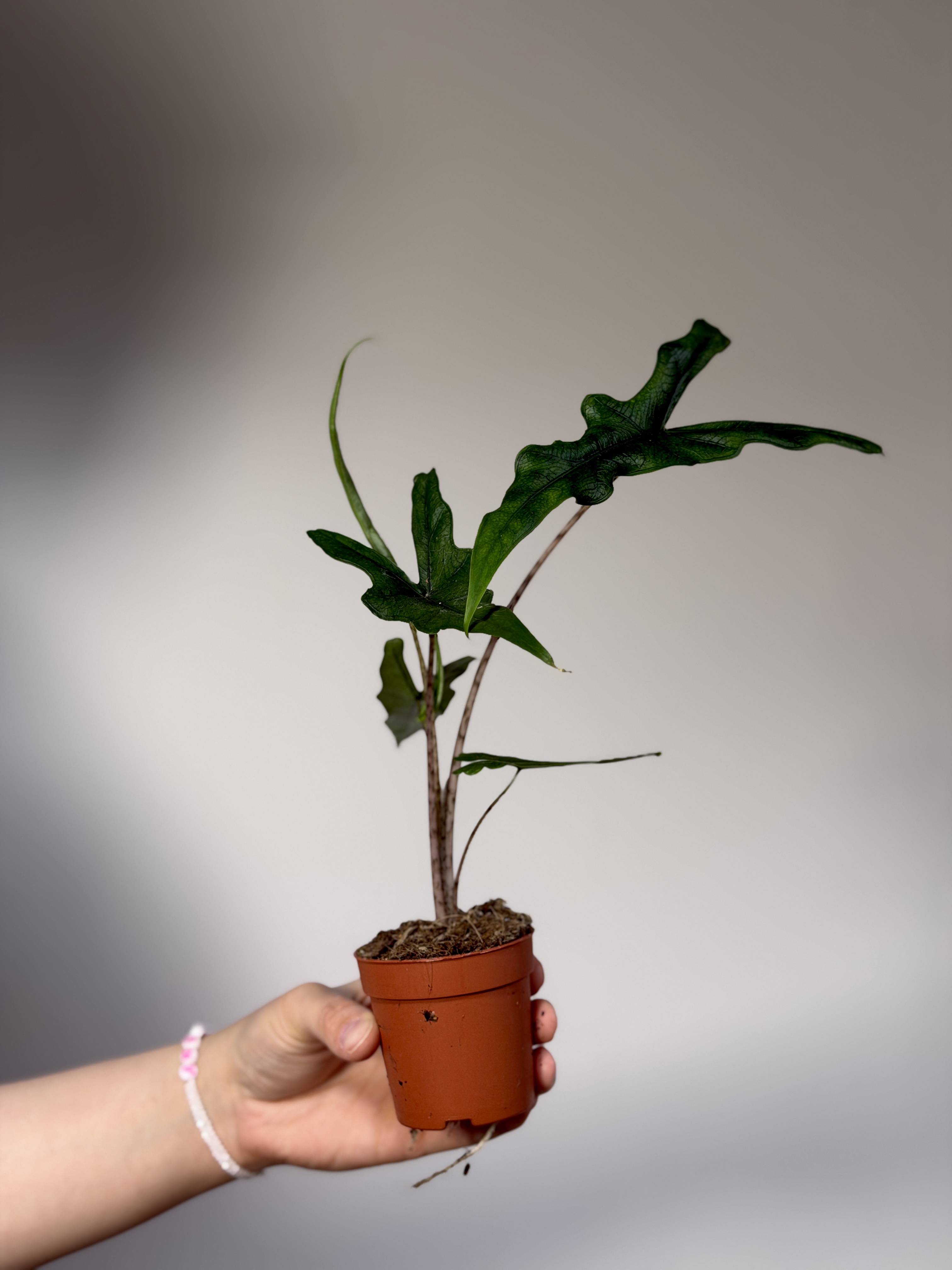 Алоказия Сабрина Нэрроу (Alocasia Sabrina Narrow) D6см