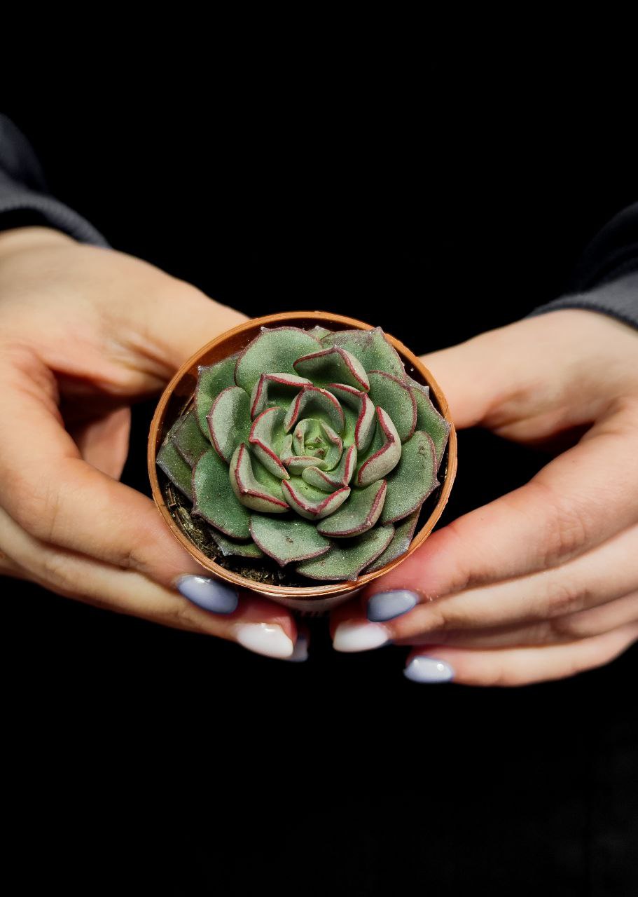 Эхеверия Морани (Echeveria Moranii) D5см