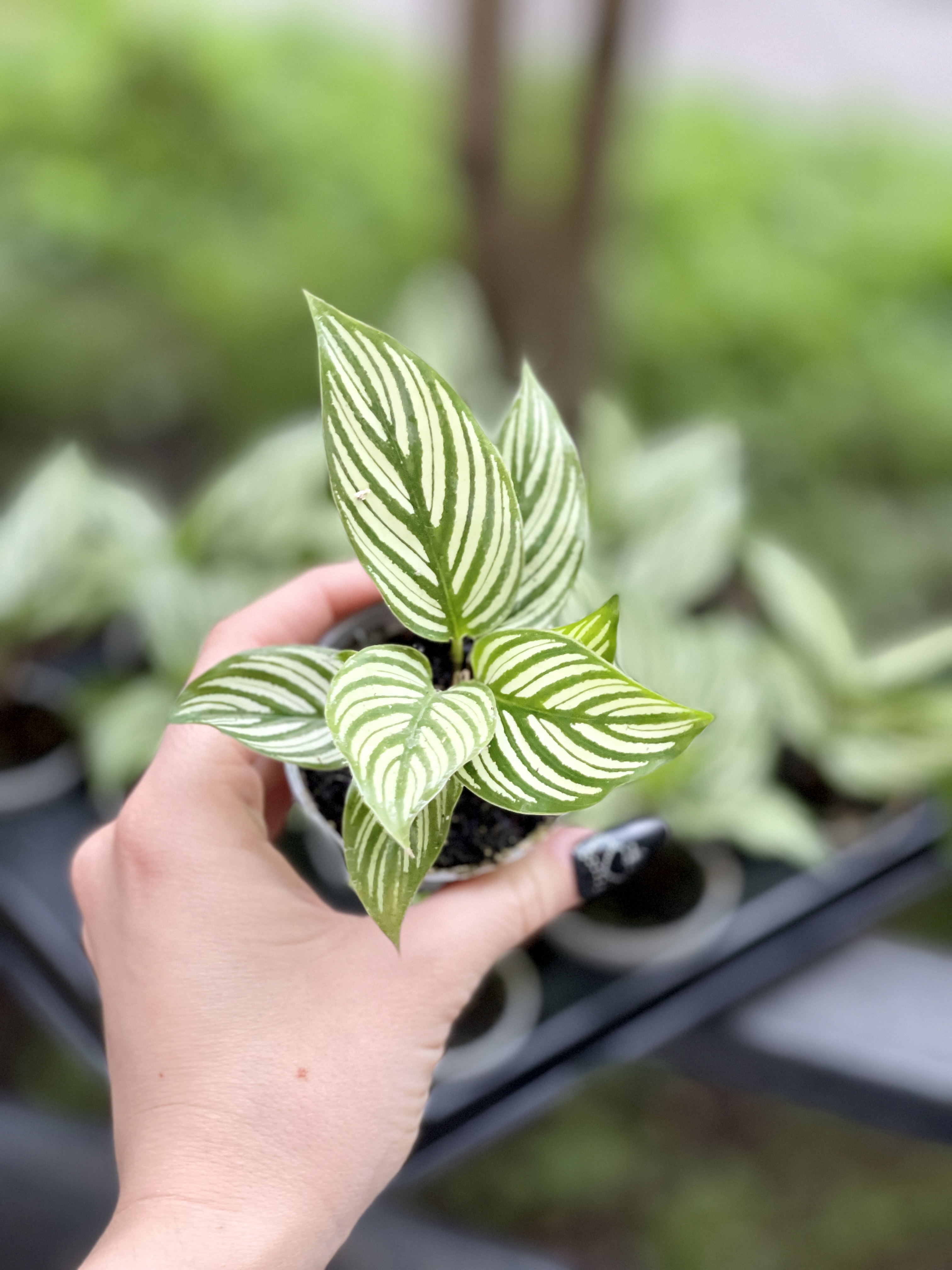 Калатея Витатта (Calathea Species Vittata) D6см