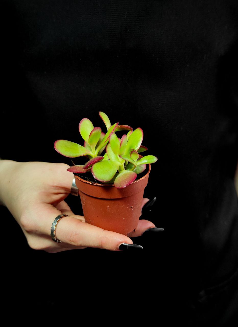 Крассула Платифилла Бургунди (Crassula Platyphylla Bourgundy) D5см