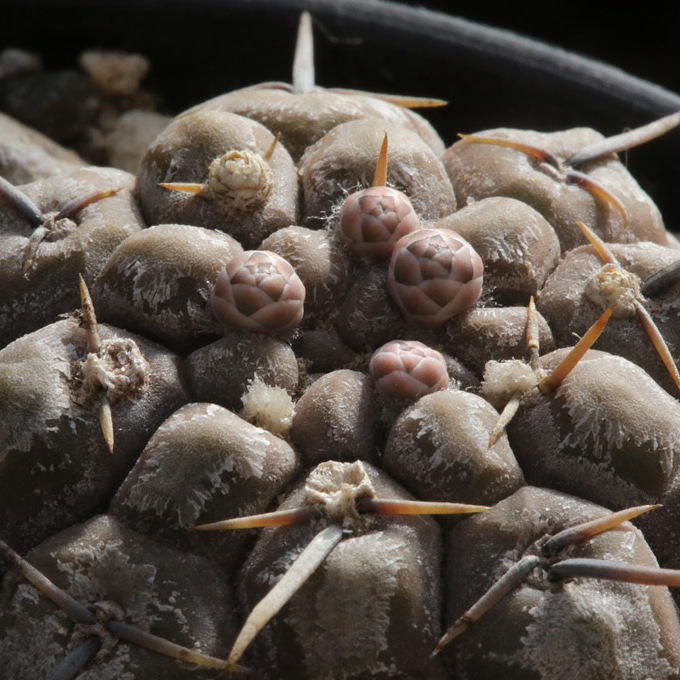Гимнокалициум Борти Ноголенсе (Gymnocalycium Borthii Nogolense) D5см