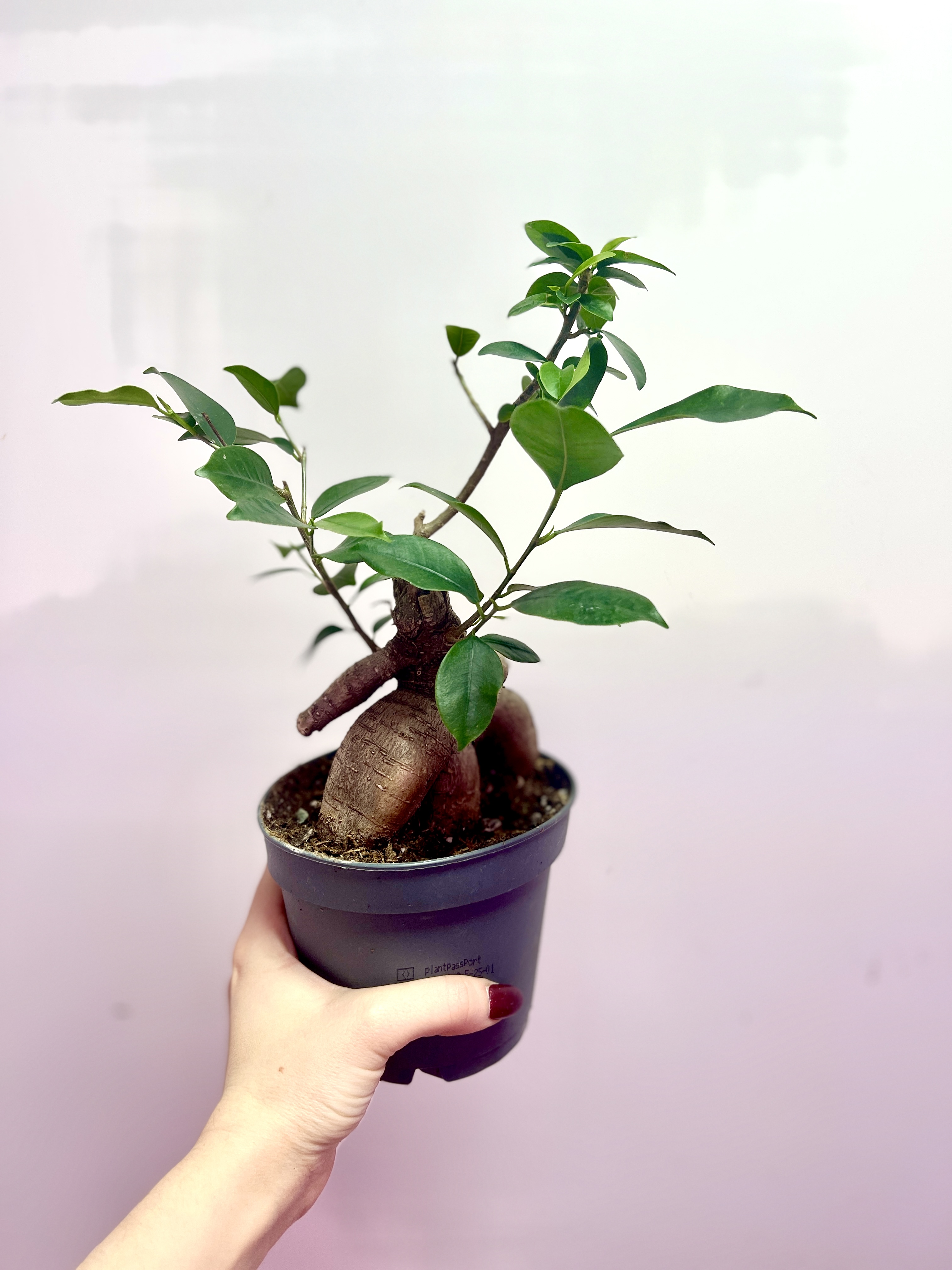 Бонсай Фикус микрокарпа (Ficus microcarpa) D11см (уцененный)