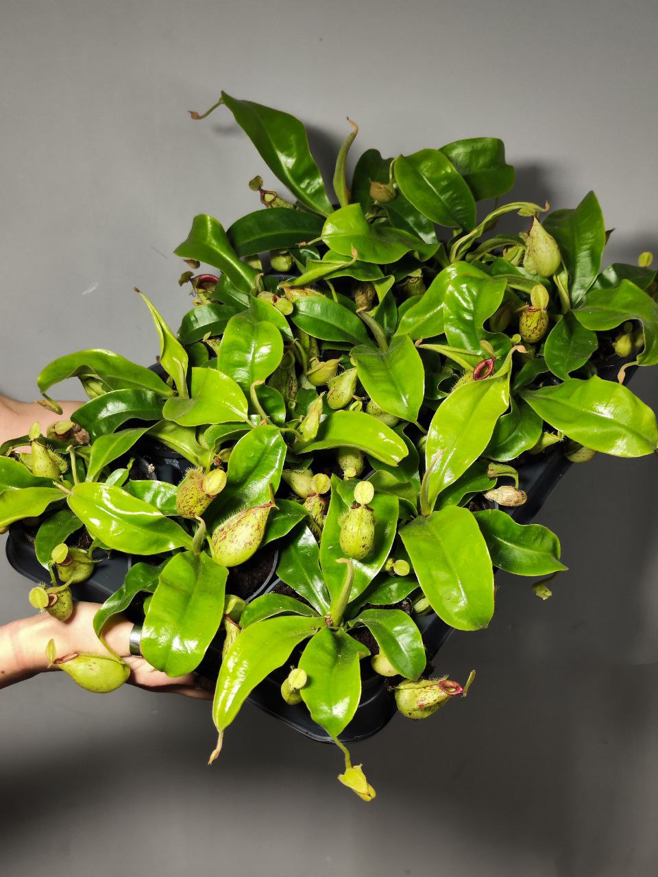 Непентес Хукериана (Nepenthes Hookeriana) D9см