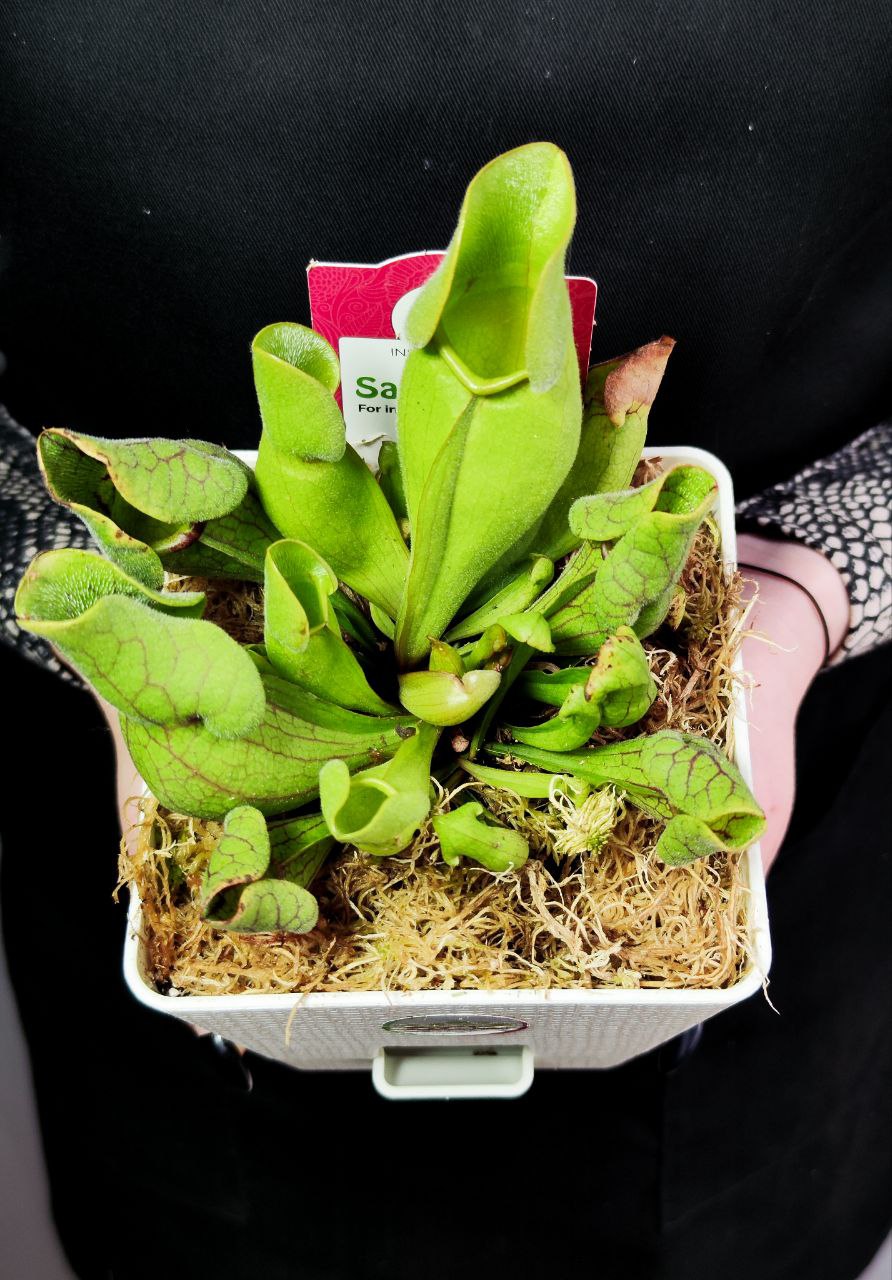 Саррацения Веноза Зеленая (Sarracenia Venosa Green) пересаженная D12см