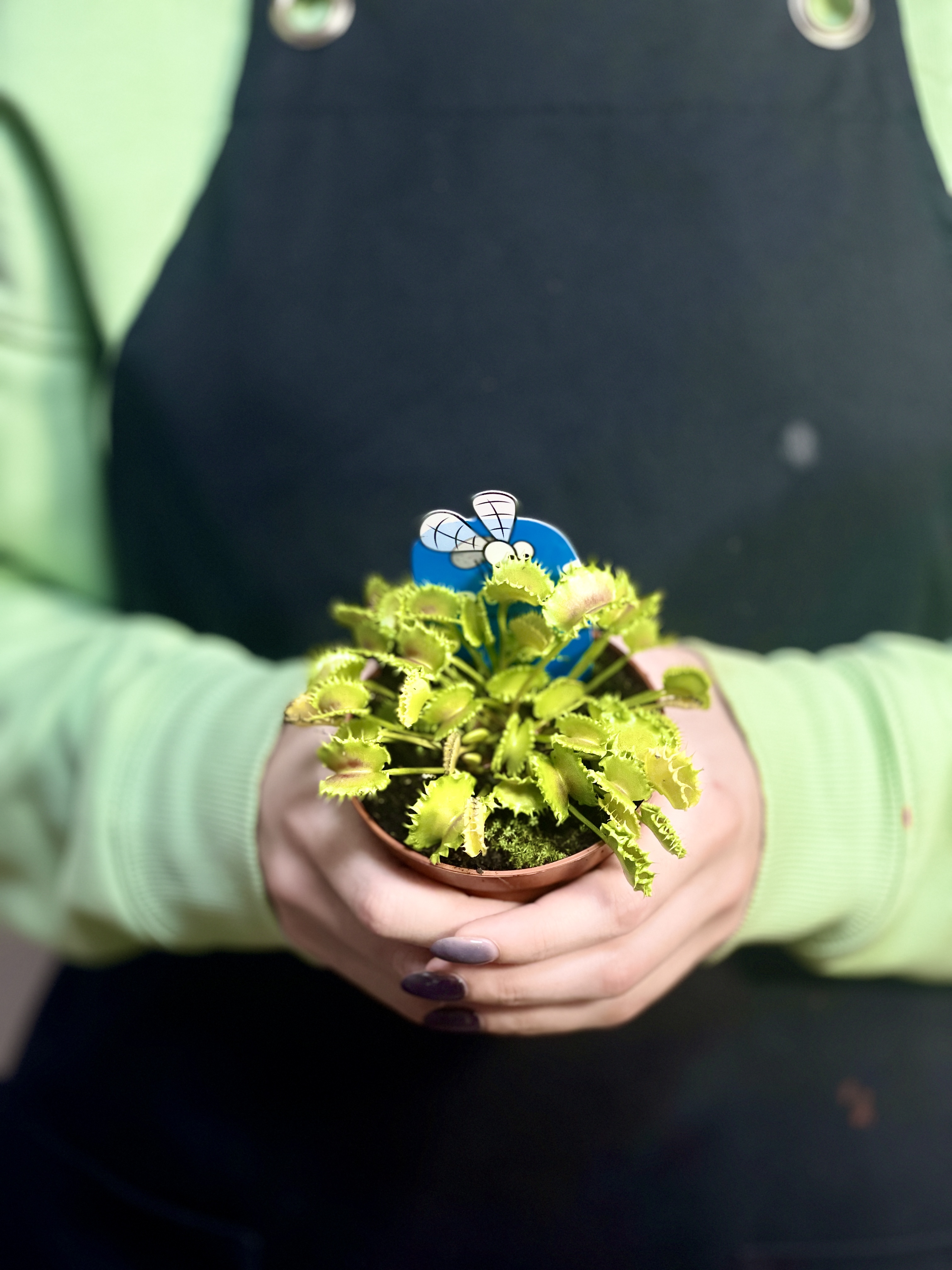 Венерина Мухоловка Зип (Dionaea Muscipula Zipp) D9см