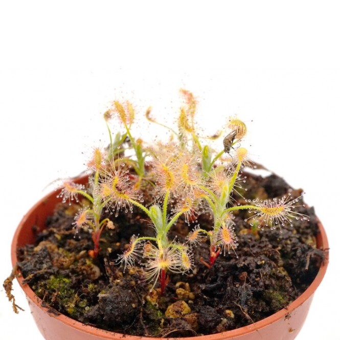 Росянка Скорпион (Drosera Scorpioides) D9см