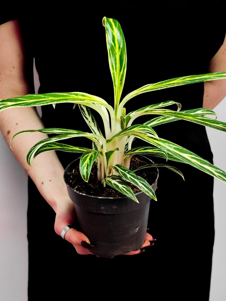 Аглаонема Зебра (Aglaonema Zebra Feathers) D12см
