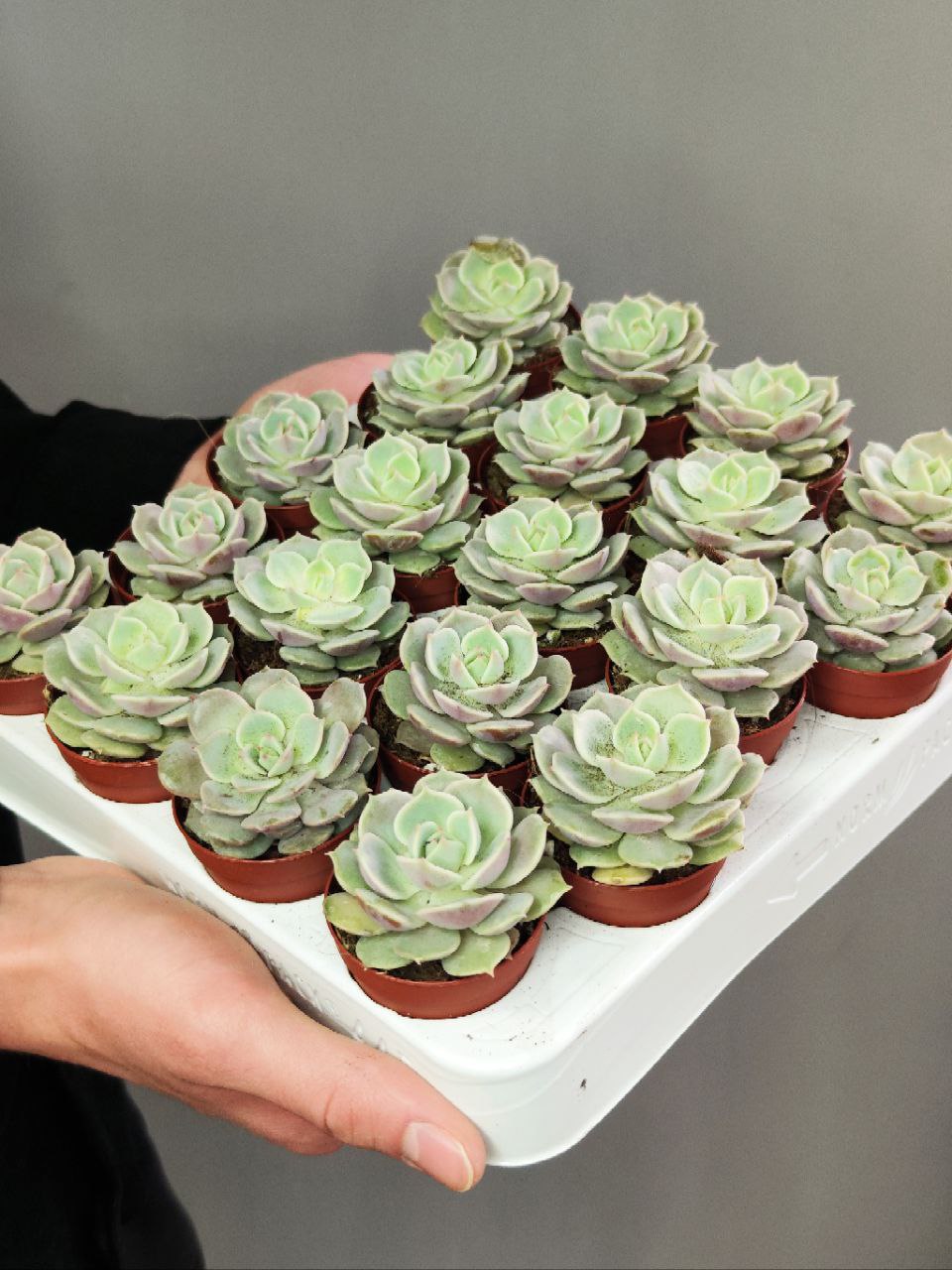 Эхеверия Лола (Echeveria Lola) D5см