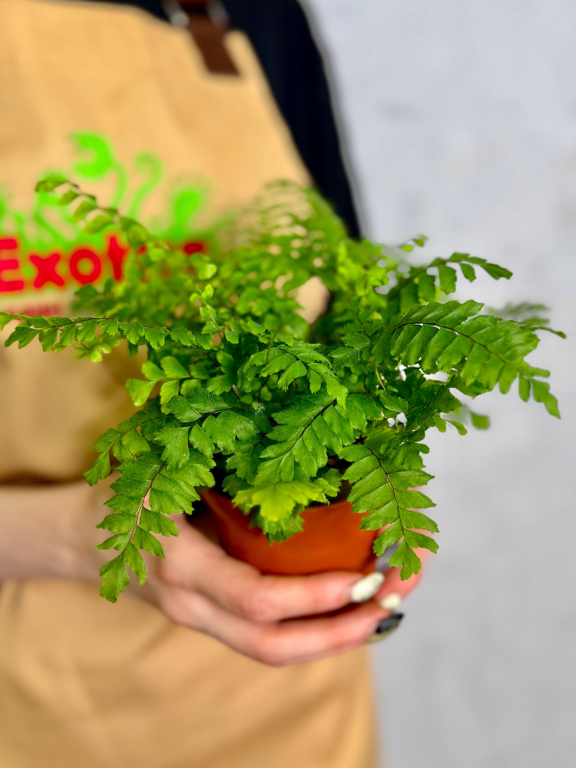 Адиантум Хиспидилум (Adiantum Hispidulum) D8,5см