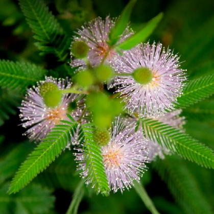 Стыдливая Мимоза (Mimosa Pudica) D9см