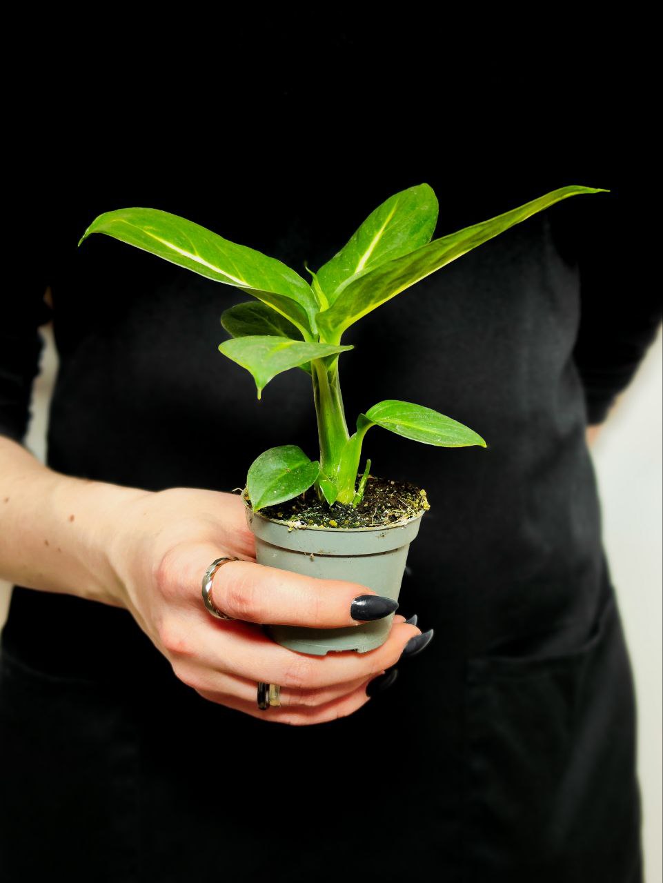 Диффенбахия Грин Мэджик (Dieffenbachia Green Magic) D6см