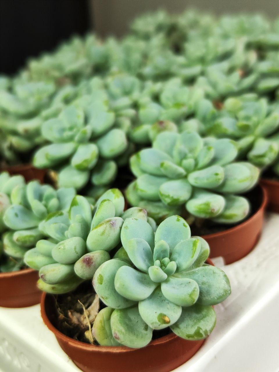 Седум Булавовидный (Sedum Clavatum) D5см