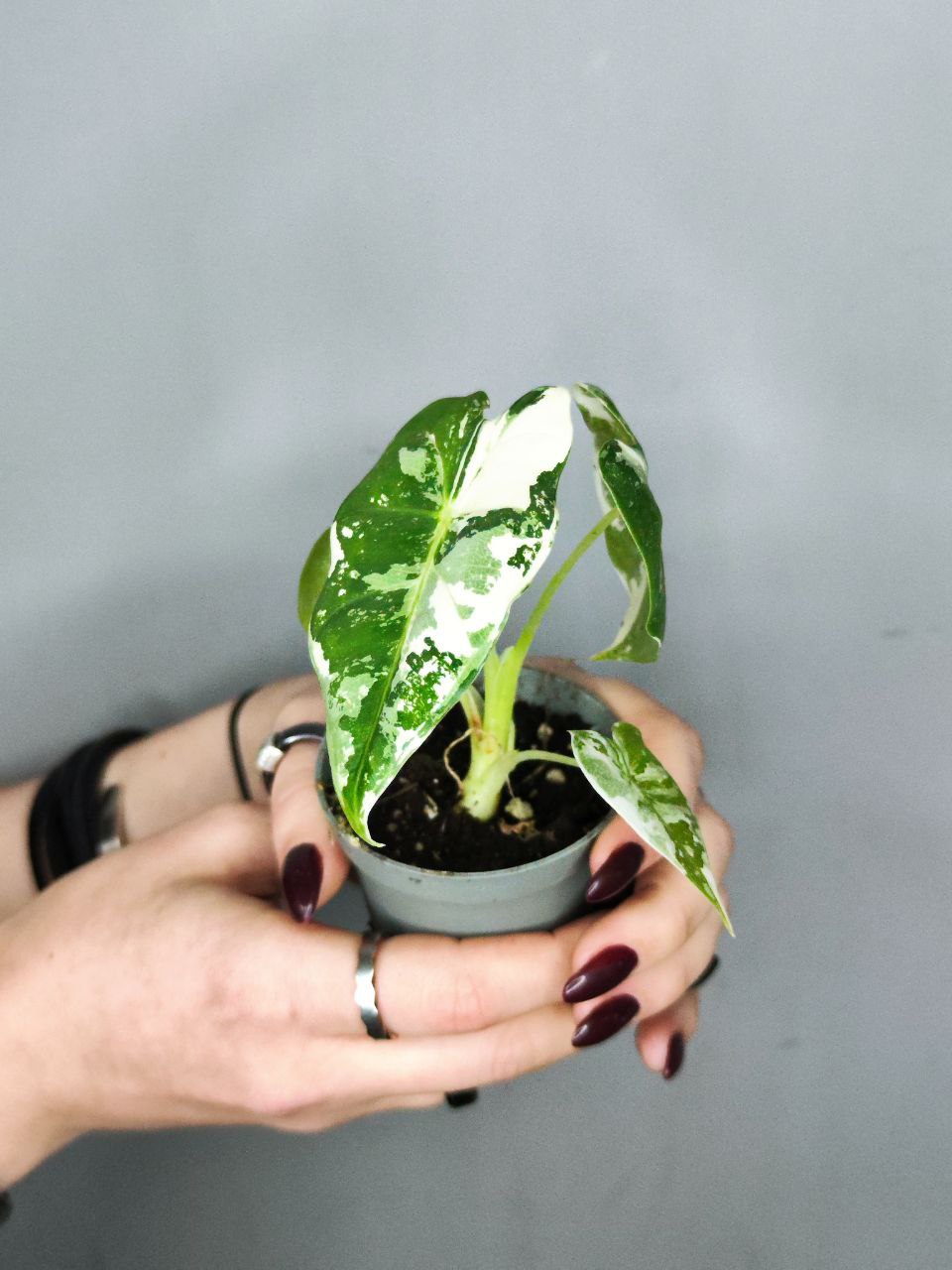 Алоказия Мишольца Фрайдек Вариегатная (Alocasia Frydek Variegata) D6см