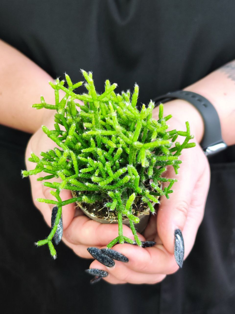 Рипсалис Цереускула (Rhipsalis Cereuscula) D5см