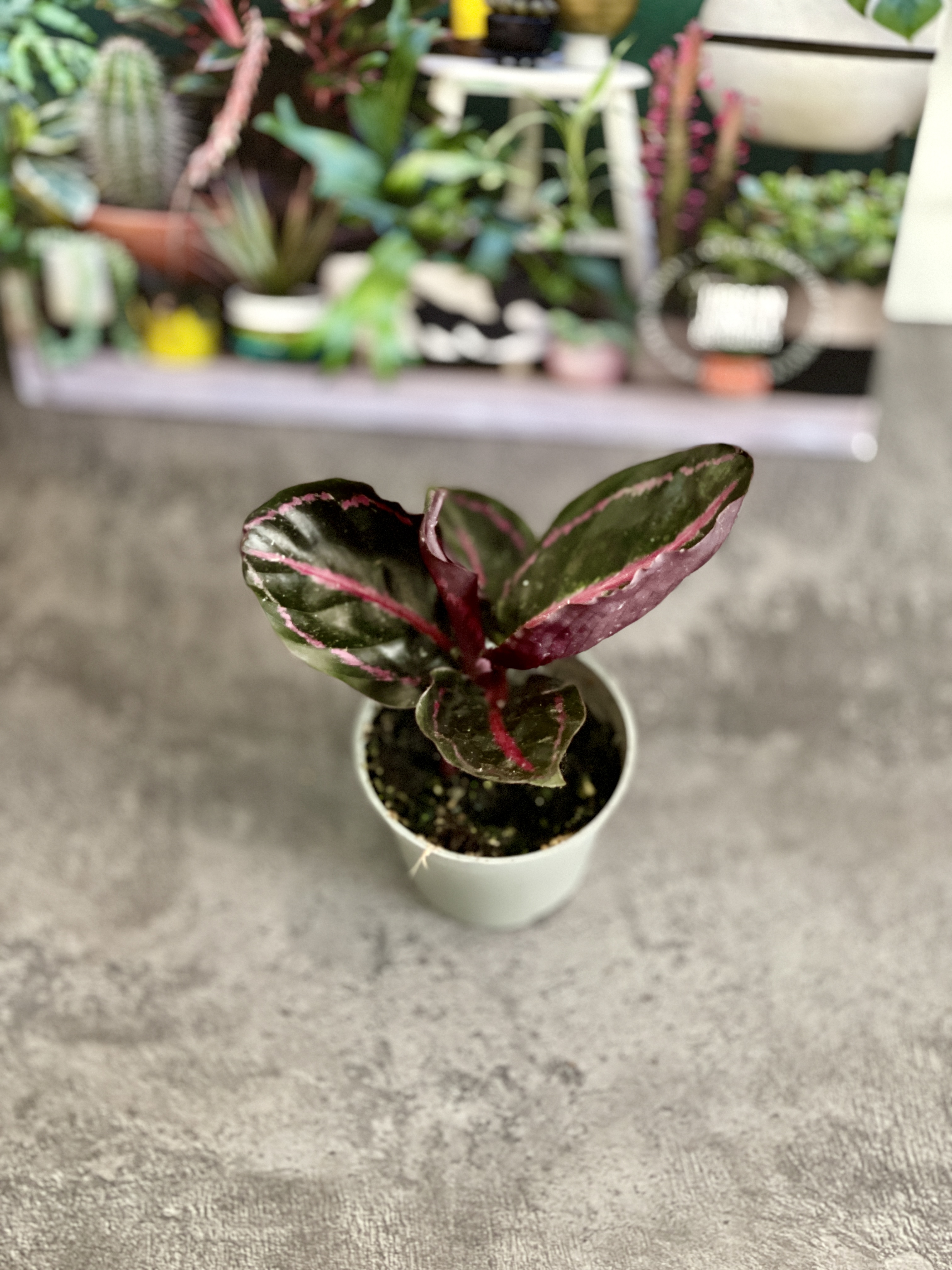 Калатея Розеопикта Иллюстрис (Calathea Roseopicta Illustrious) D6см