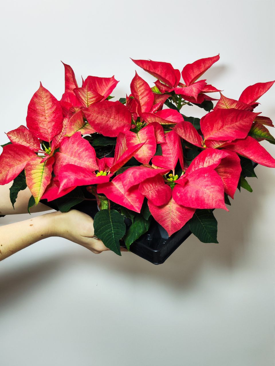 Пуансеттия Ред Мэджик (Poinsettia Red Magic) D6см