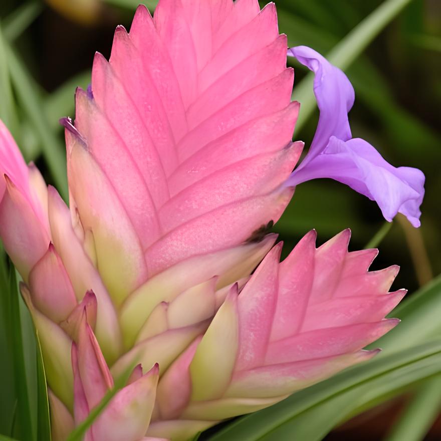 Тилландсия Цианея Анита (Tillandsia Cyanea Anita) D9см