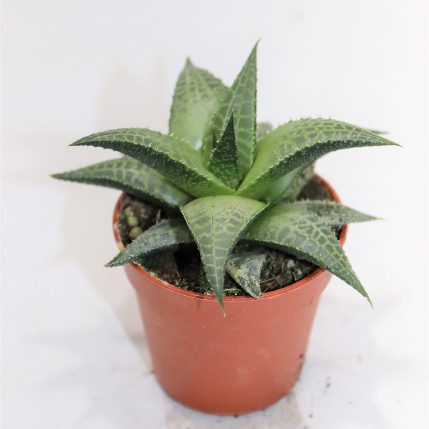 Хавортия Тесселата, Шахматная (Haworthia Tesselata) D5см
