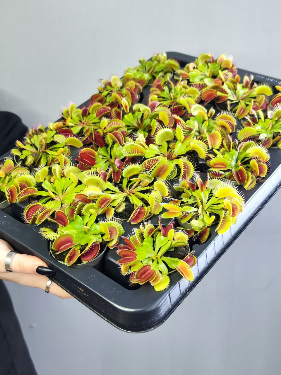 Венерина Мухоловка Малютка (Dionaea Muscipula) D6см
