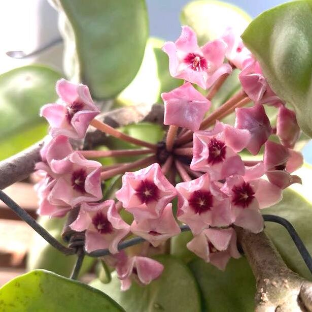 Хойя Карноза Кринкл 8 (Hoya Carnosa Krinkle 8) D10см
