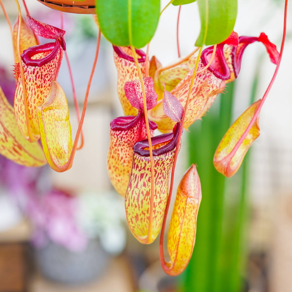 Непентес Сэм (Nepenthes Sam) D14см