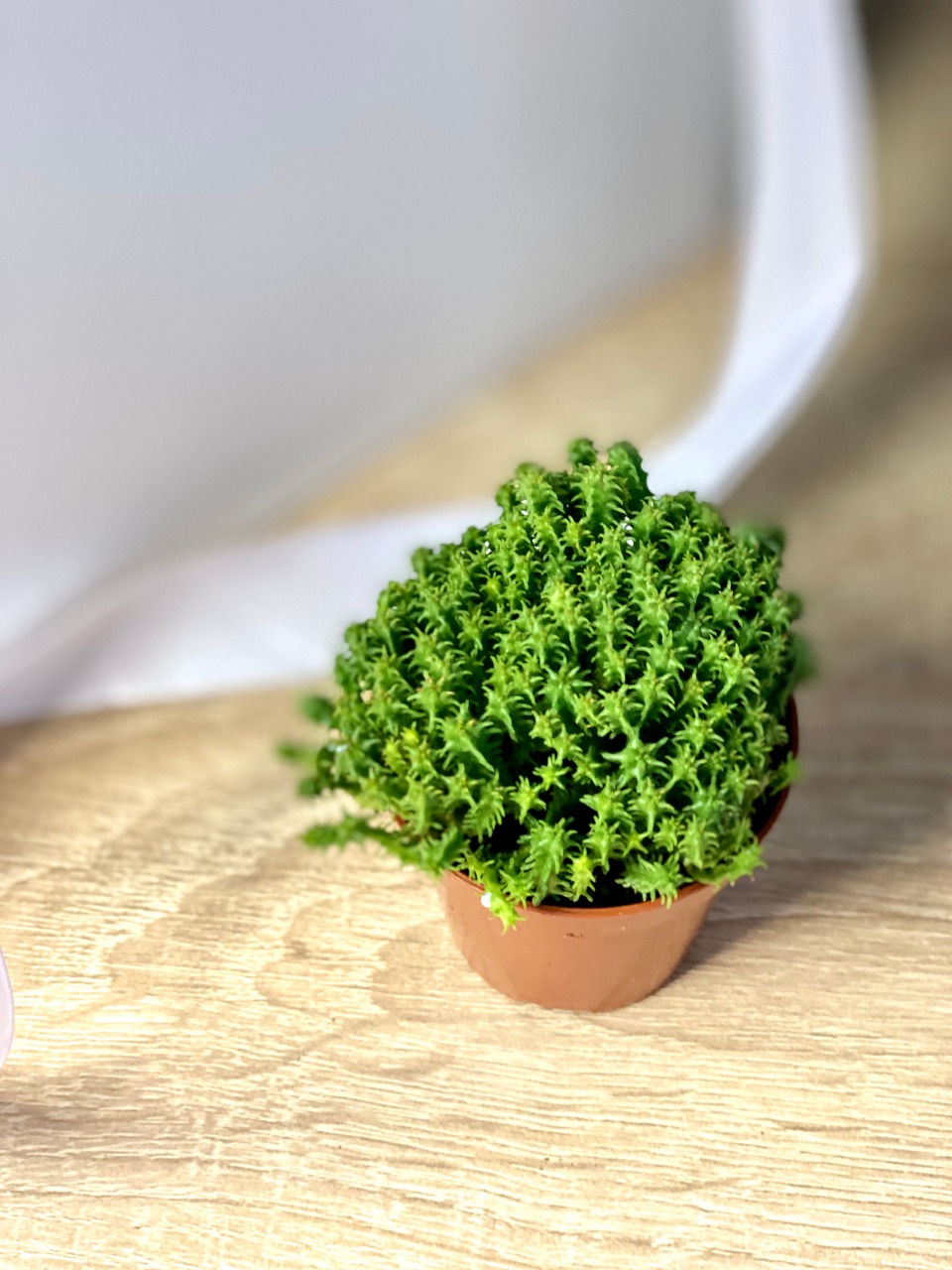 Молочай Сосочковидный Пферсдорфа (Euphorbia Submammillaris f. Pfersdorfii) D5см