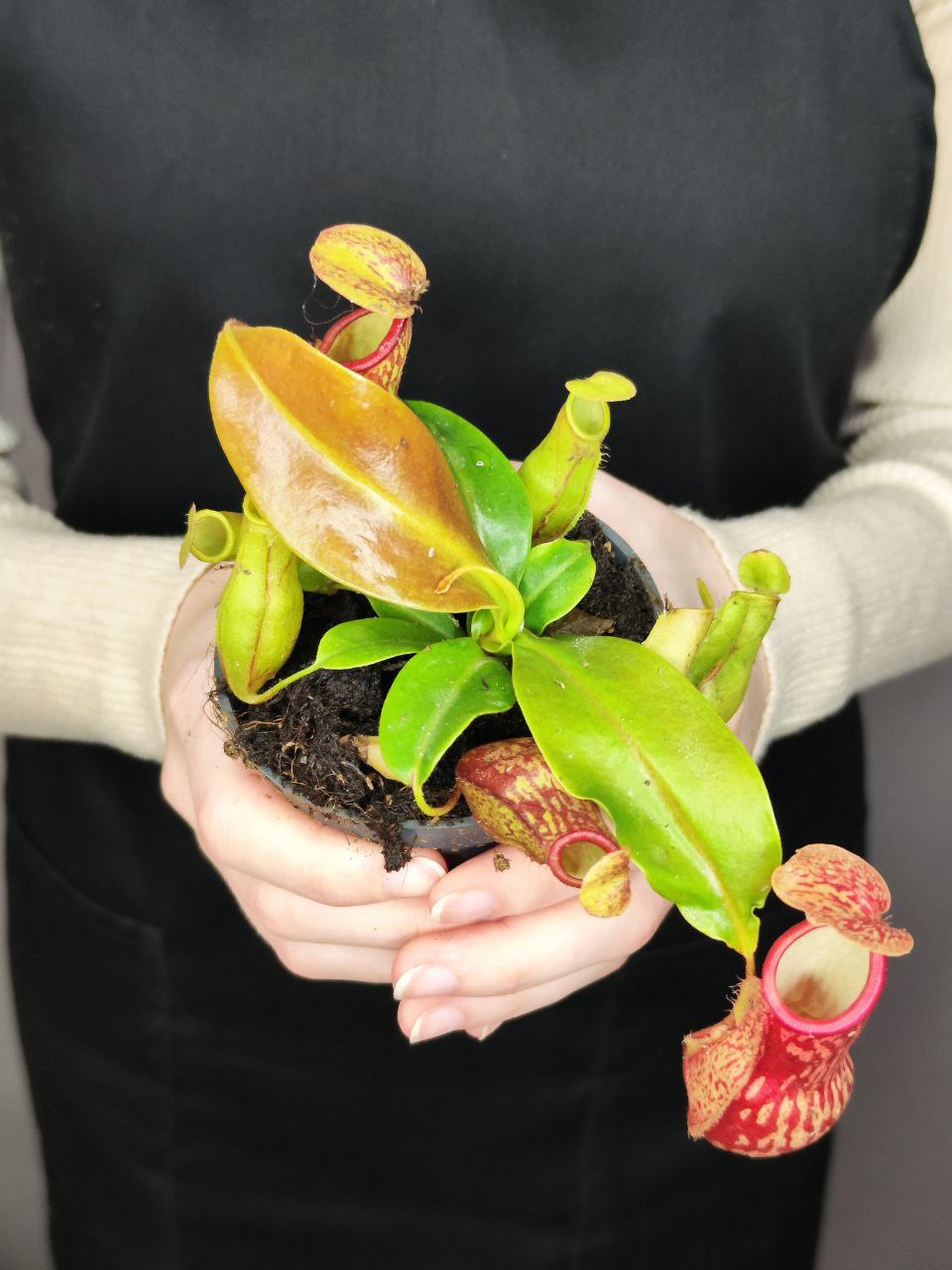 Непентес Гая (Nepenthes Gaya) D9см