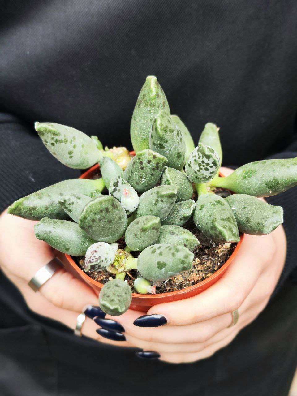 Адромискус Грей (Adromischus Grey) D8см